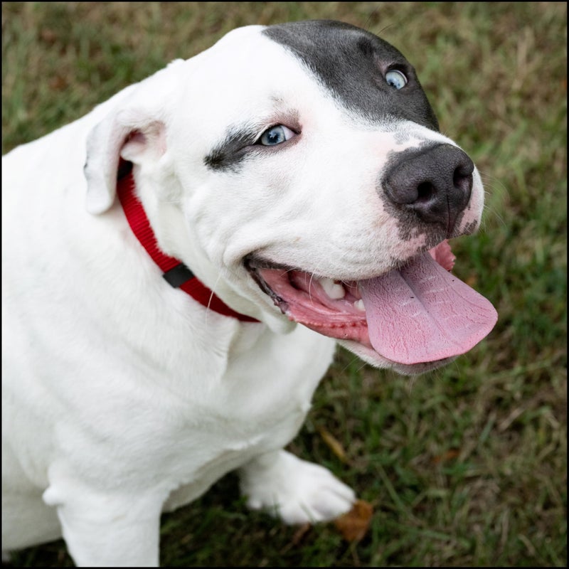 Country Brook Design Country Brook Petz - Everyday Nylon Dog Collar for Large, Medium, and Small Dogs and Puppies - for Everyday Use in 10+ Warm Colors (Medium, 3/4 Inch Wide, Red) - Image 2